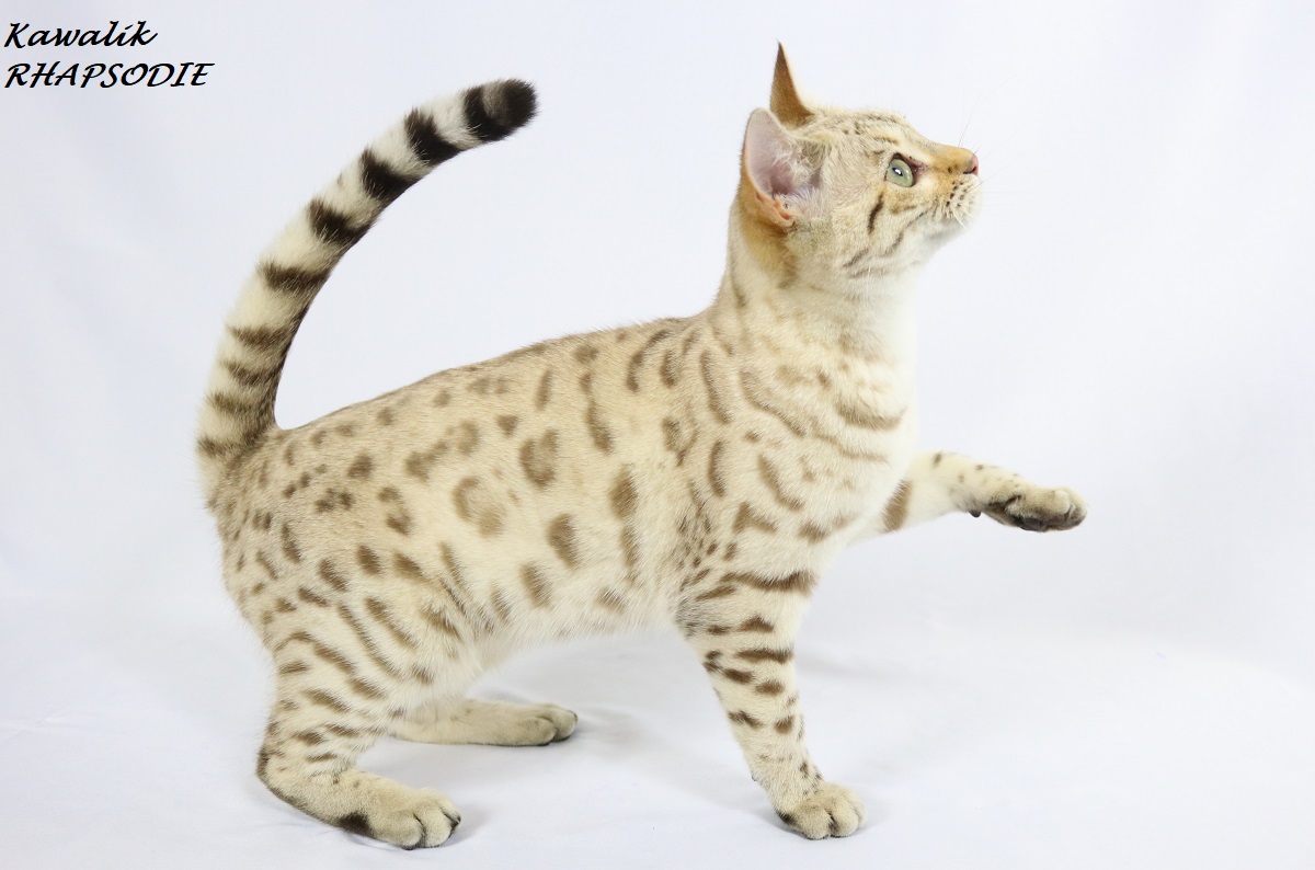 chatte bengal snow